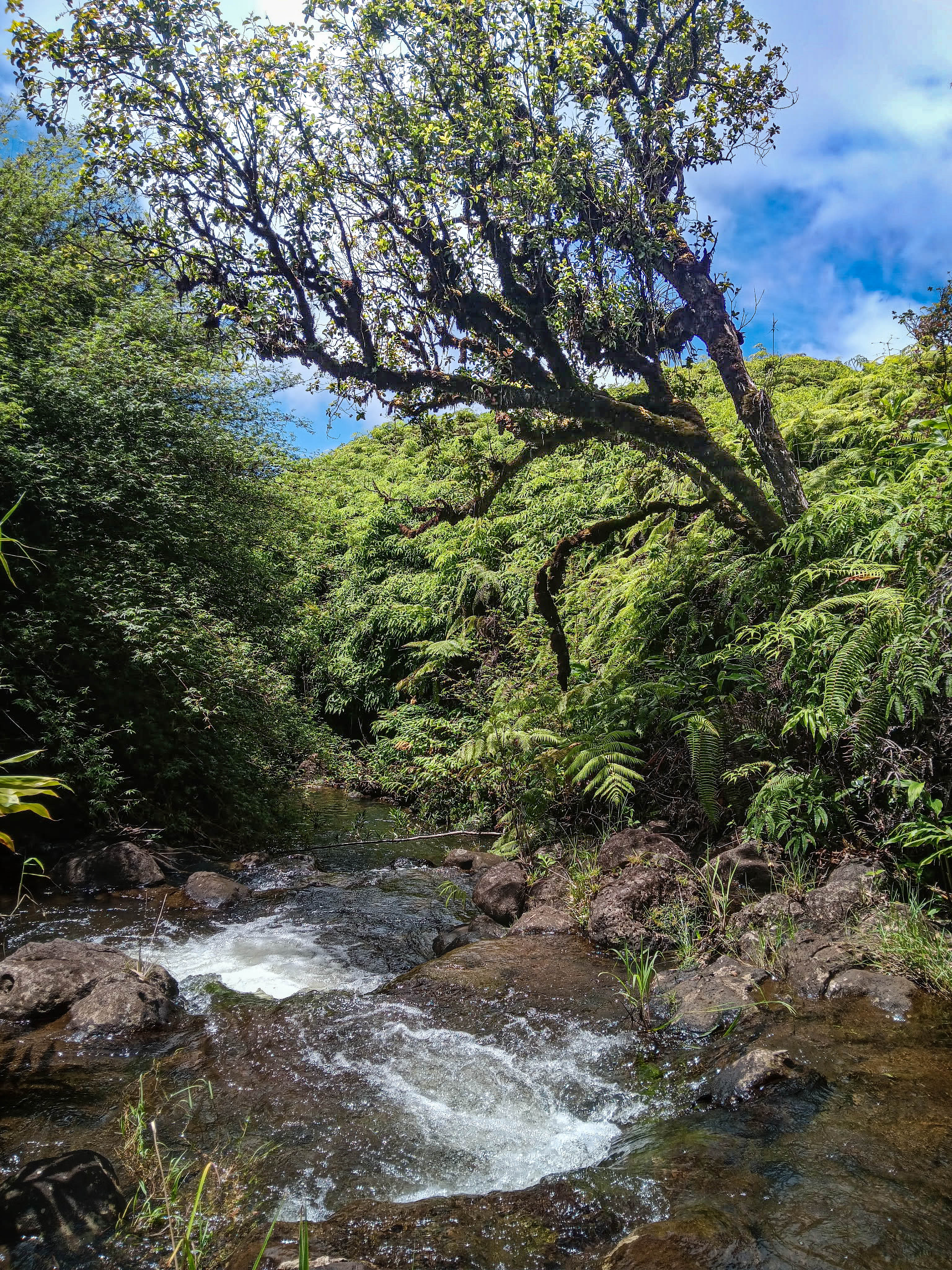 2 Kaiwiki Road Hilo, HI 96720 - Photo 6 of 6
