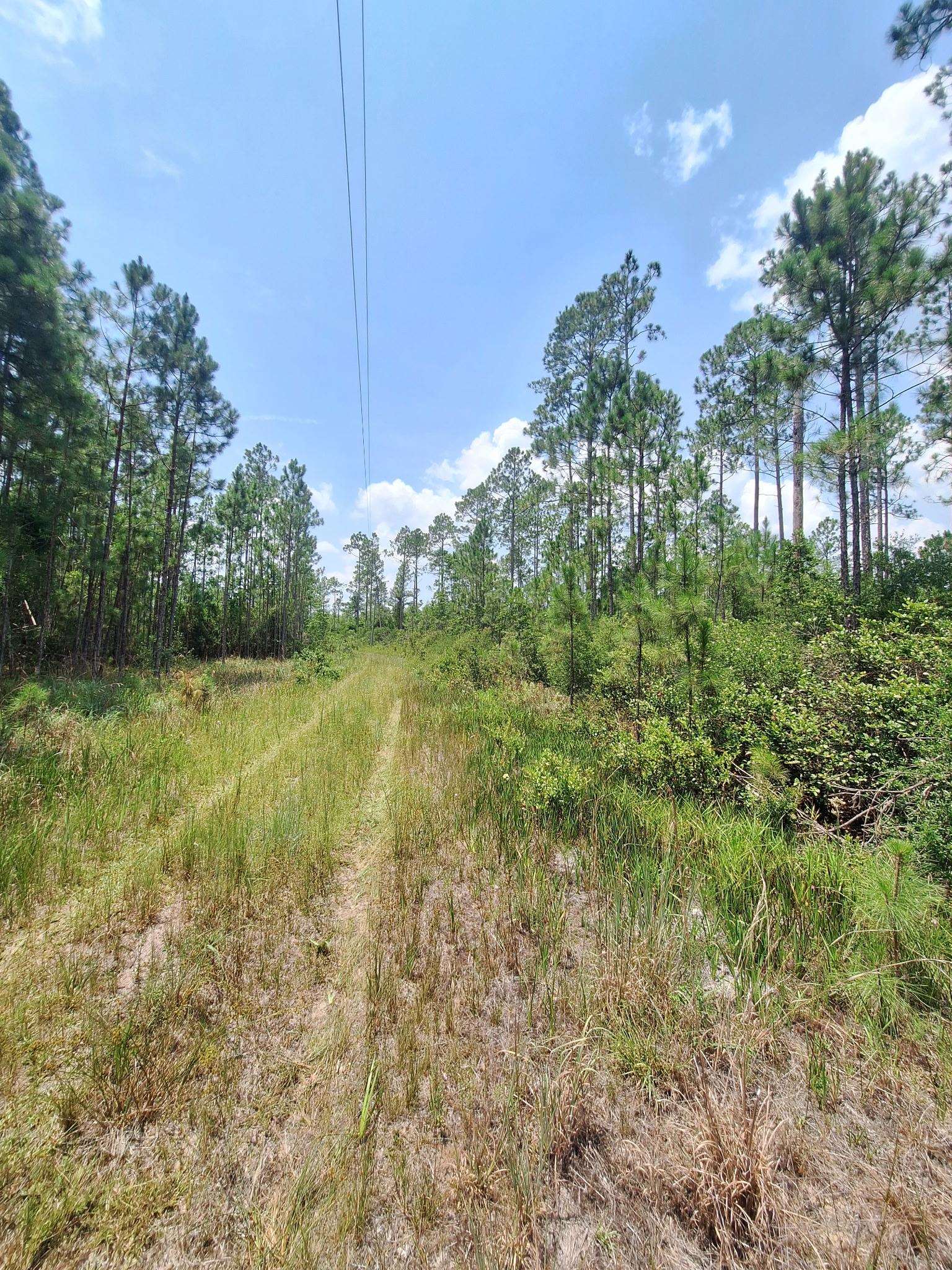 Tbd Tbd Wildcat Road Greenville, FL 32331 - Photo 3 of 8 Gallery Image 3