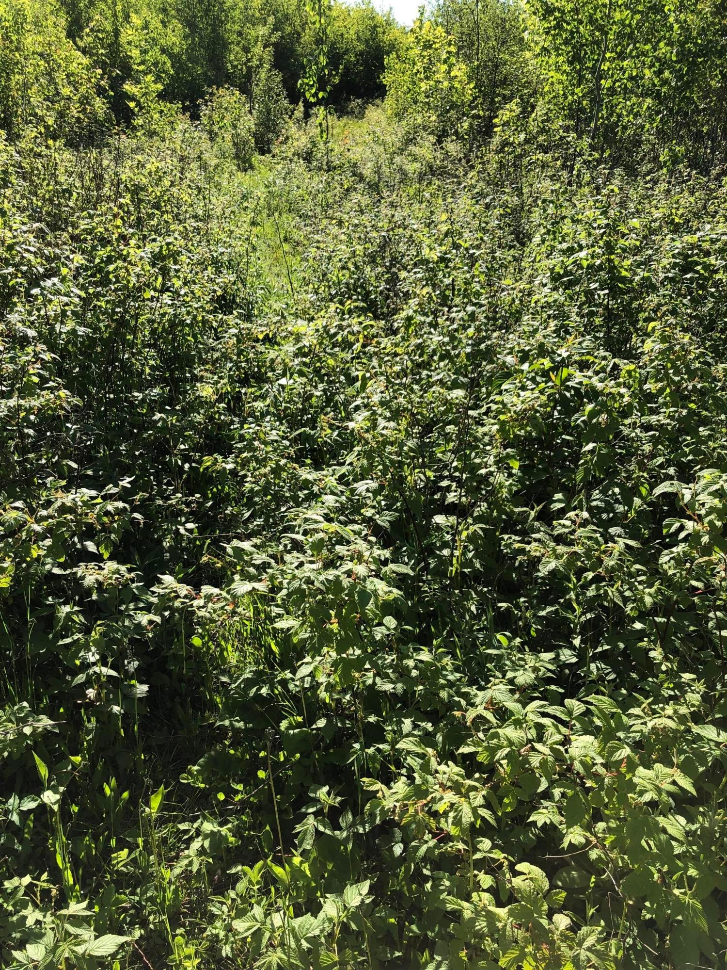 Nipigon Road Cheboygan, MI 49721 - Photo 17 of 19 Gallery Image 17