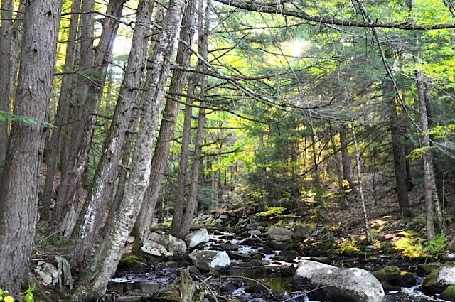 125 Sawyer Road Wells, ME 04090 - Photo 32 of 35 Some of the beautiful woods and river