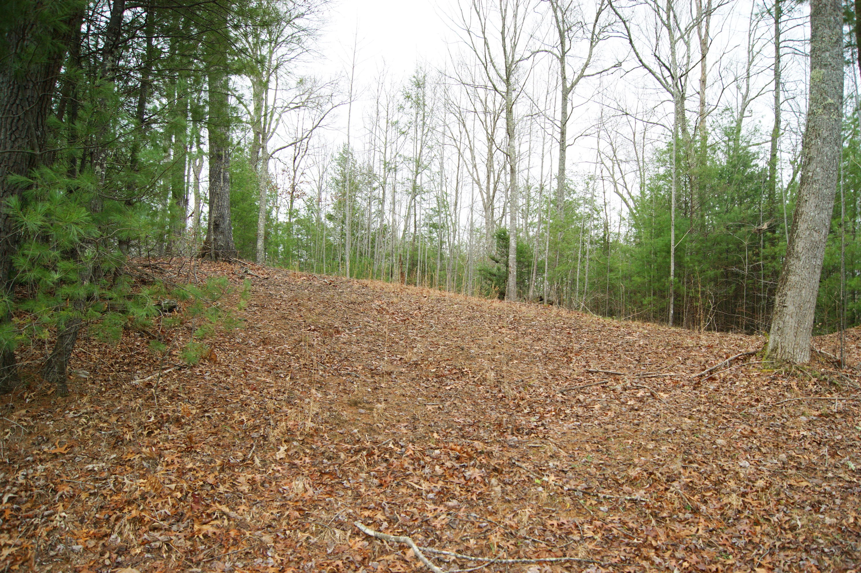 1959 Rafter Road Tellico Plains, TN 37385 - Photo 22 of 31 DSC06595