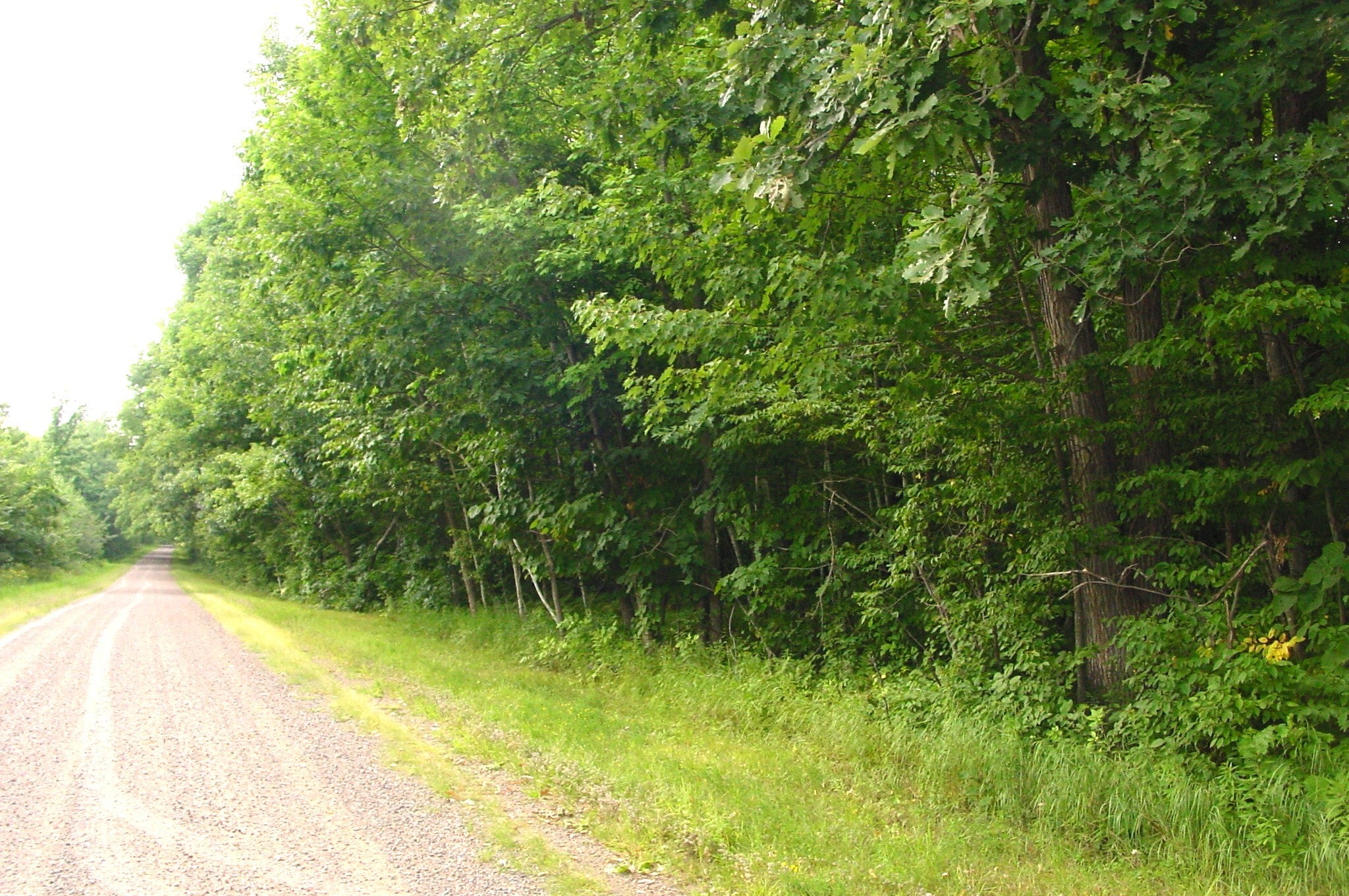 80-acres On Bailey Road Bruce, WI 54819 - Photo 1 of 1 Gallery Image 1