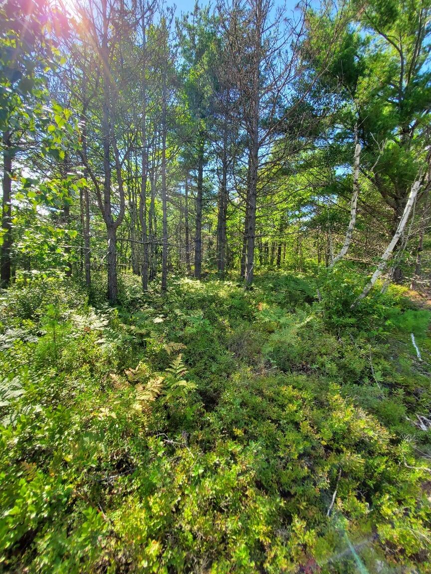 1289 Lane Road Cherryfield, ME 04622 - Photo 9 of 81 off Lane Rd