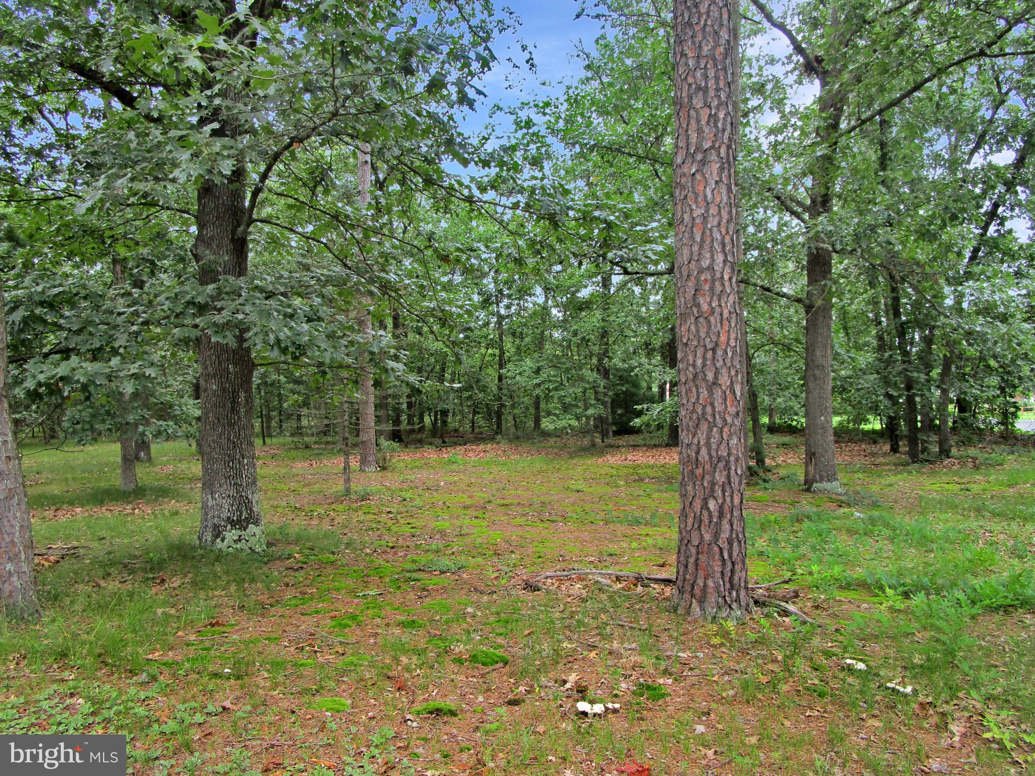 0 Maple Avenue Waterford Works, NJ 08089 - Photo 6 of 62 a view of a trees in a yard