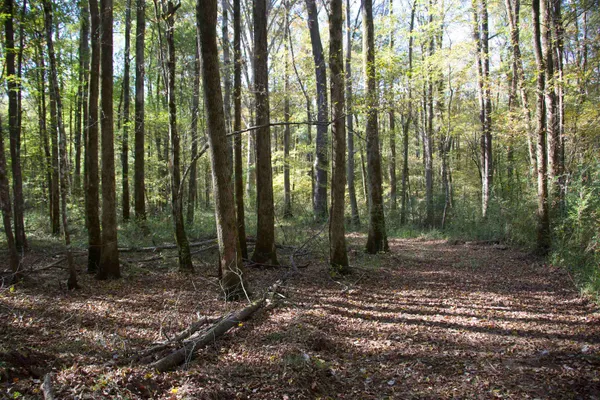 a green field with lots of plants and trees