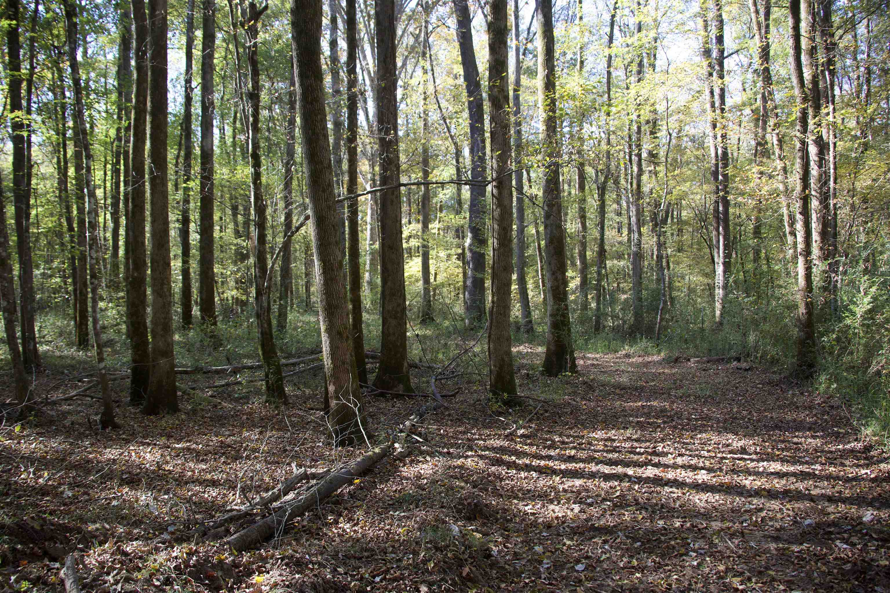1761 Cr-126 Road Walnut, MS 38683 - Photo 14 of 32