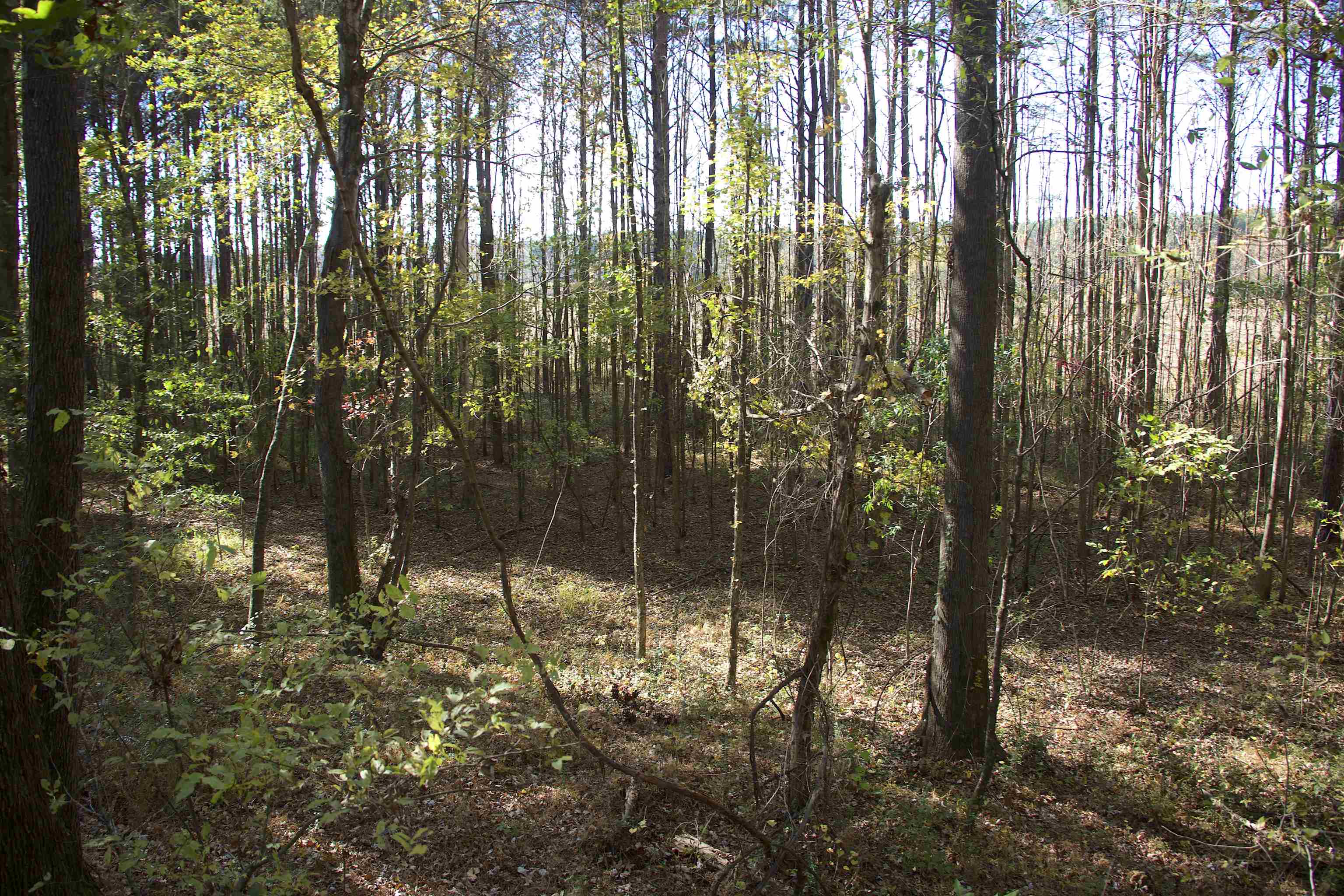 1761 Cr-126 Road Walnut, MS 38683 - Photo 15 of 32