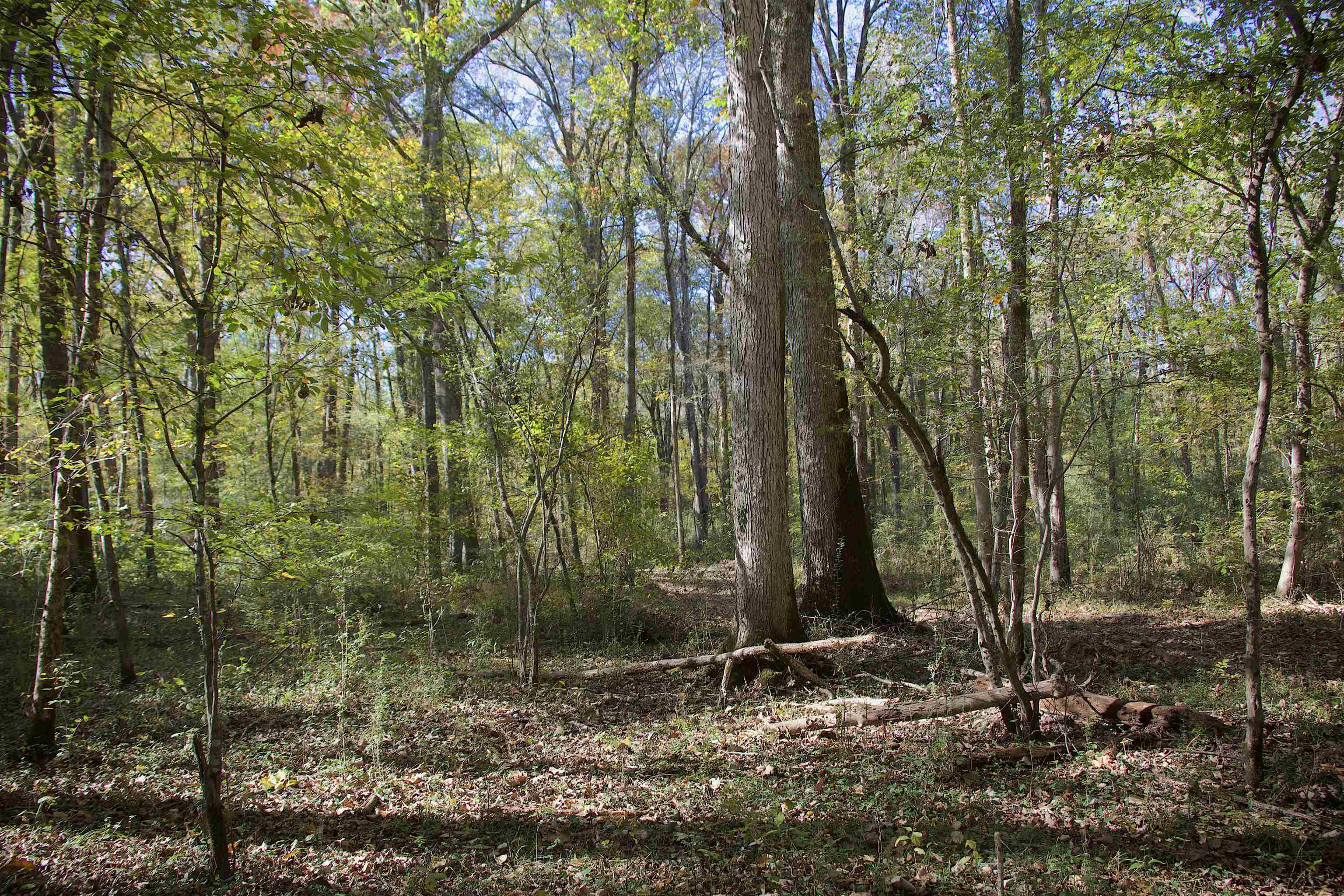 1761 Cr-126 Road Walnut, MS 38683 - Photo 19 of 32