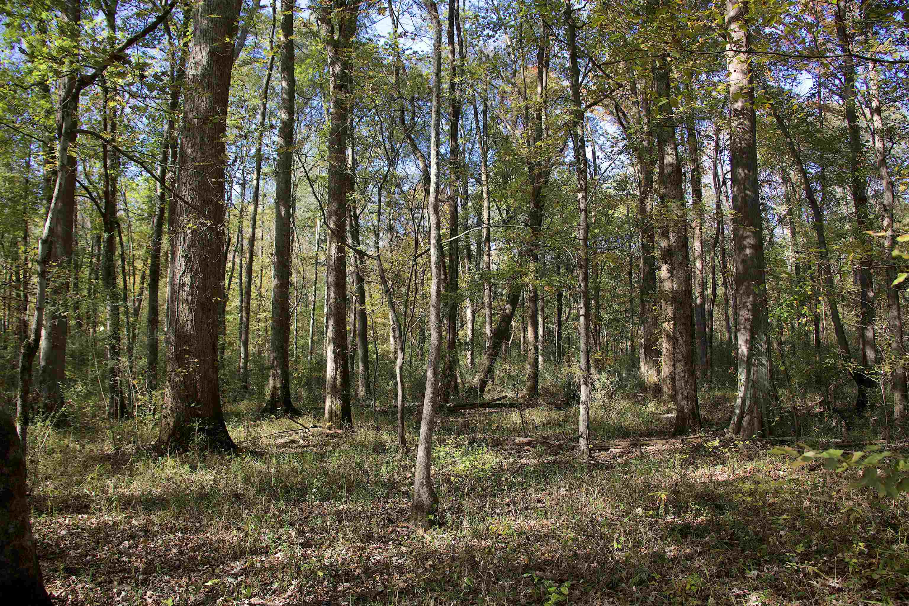 1761 Cr-126 Road Walnut, MS 38683 - Photo 21 of 32