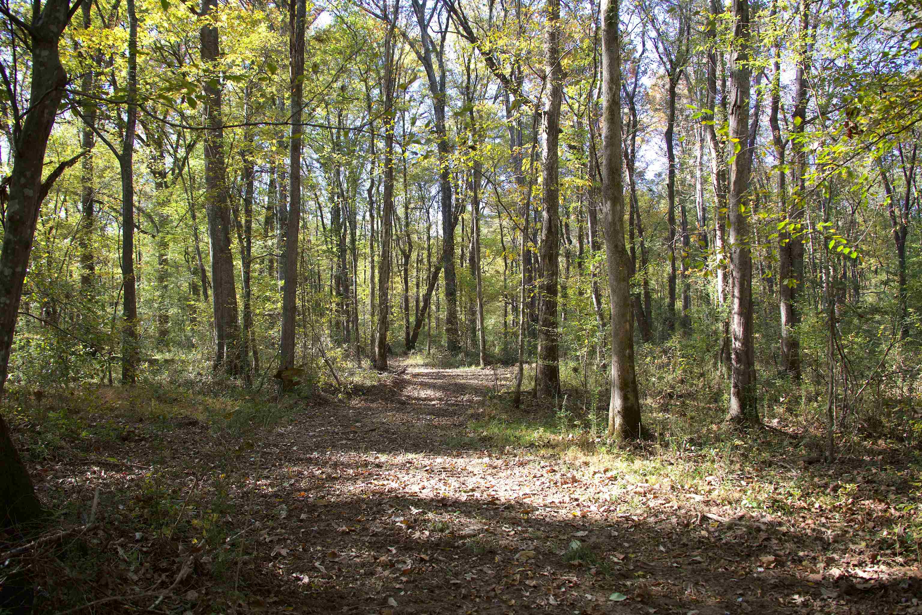 1761 Cr-126 Road Walnut, MS 38683 - Photo 3 of 32