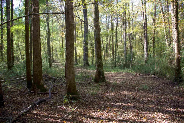 a view of a forest with trees in the background