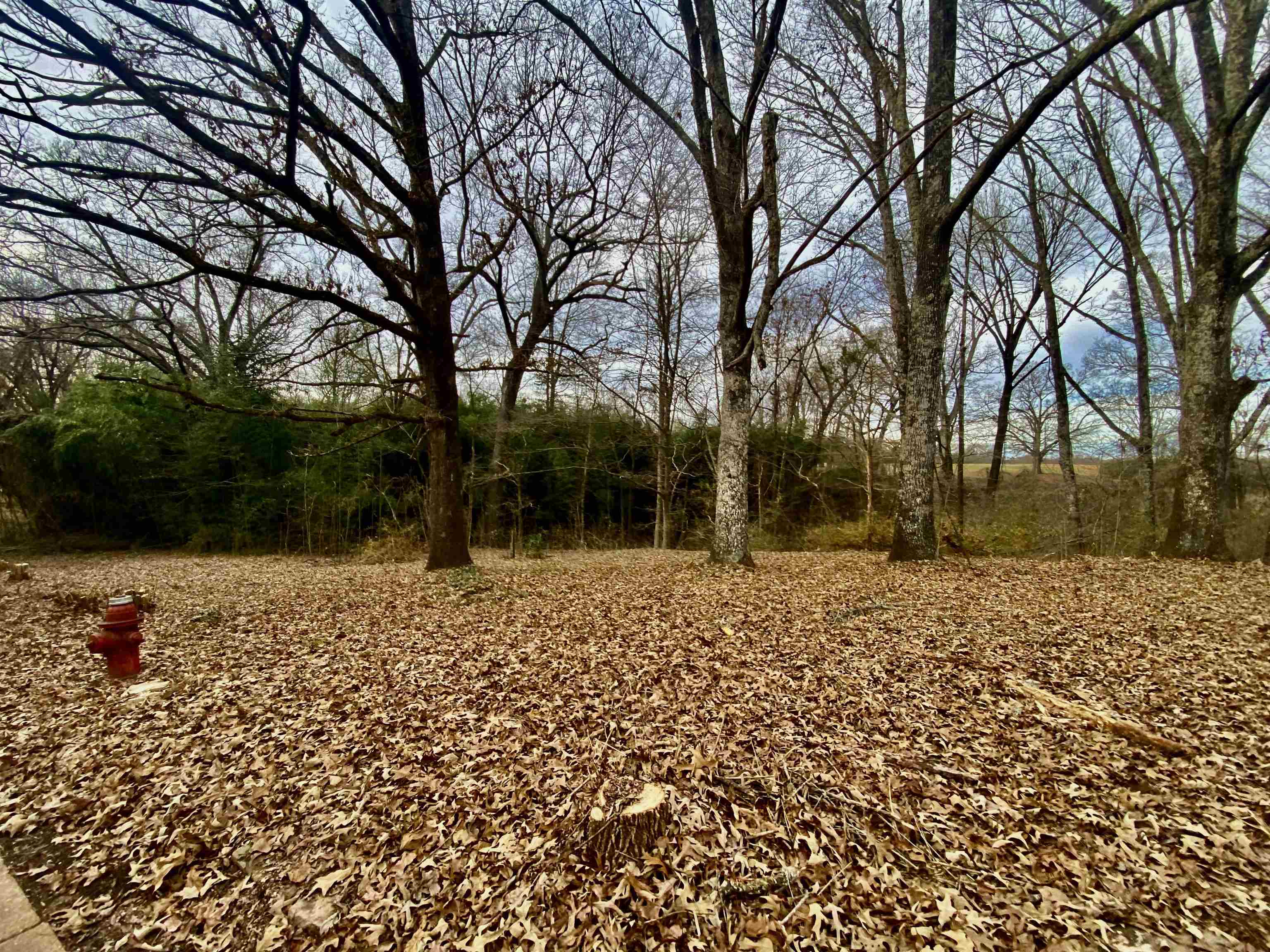 860 Allen Road Williston, TN 38076 - Photo 9 of 13 a backyard of a house with lots of green space