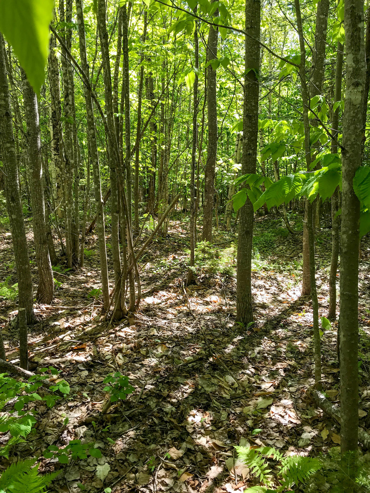 Lot 18.4 Lee Road Carroll Plt, ME 04487 - Photo 7 of 15 Interior Shot