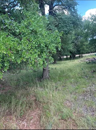 a view of a lush green forest with lots of trees