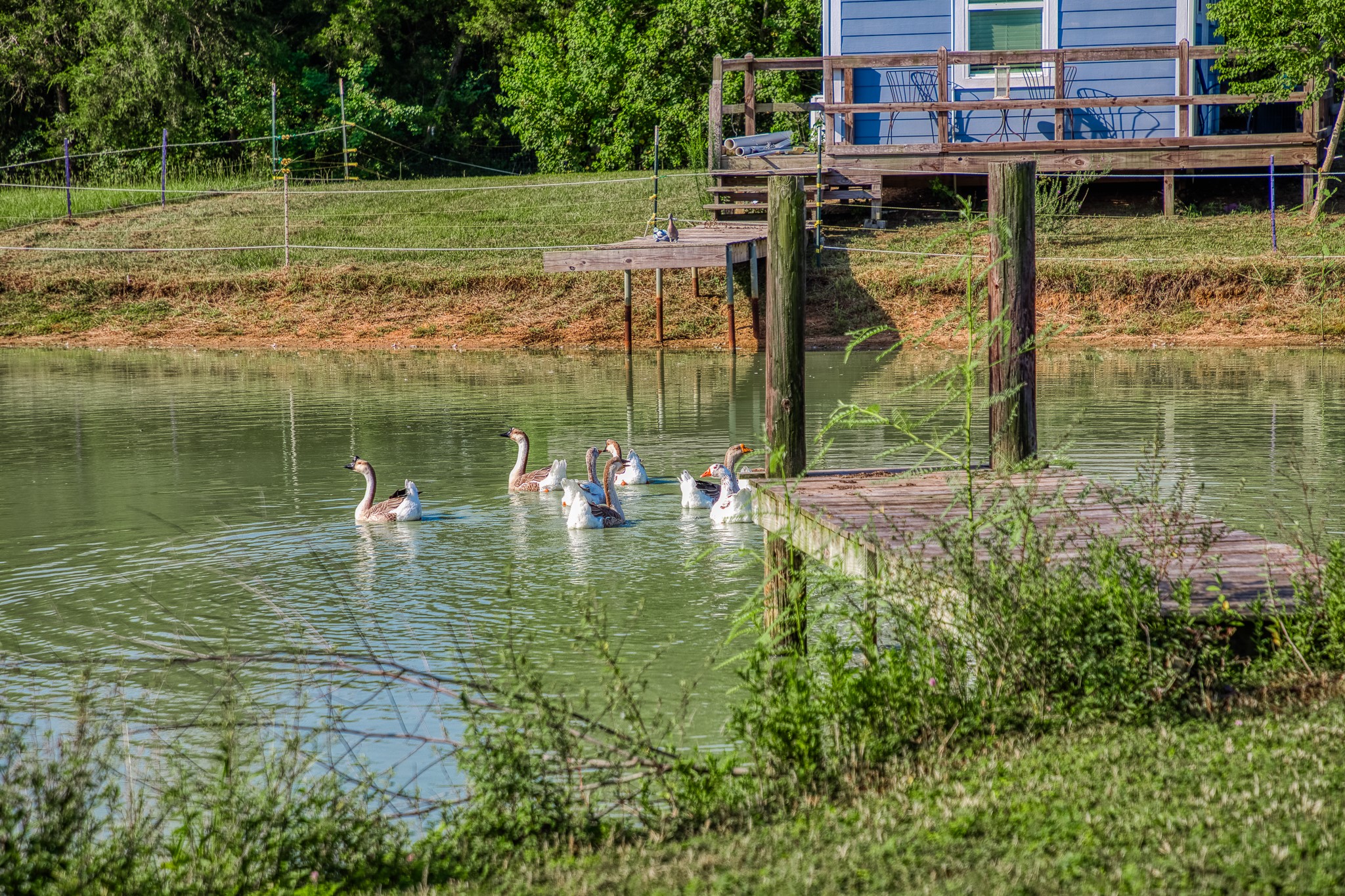 10347 Pless Road Cat Spring, TX 78933 - Photo 6 of 19 a view of a lake with a house in the background