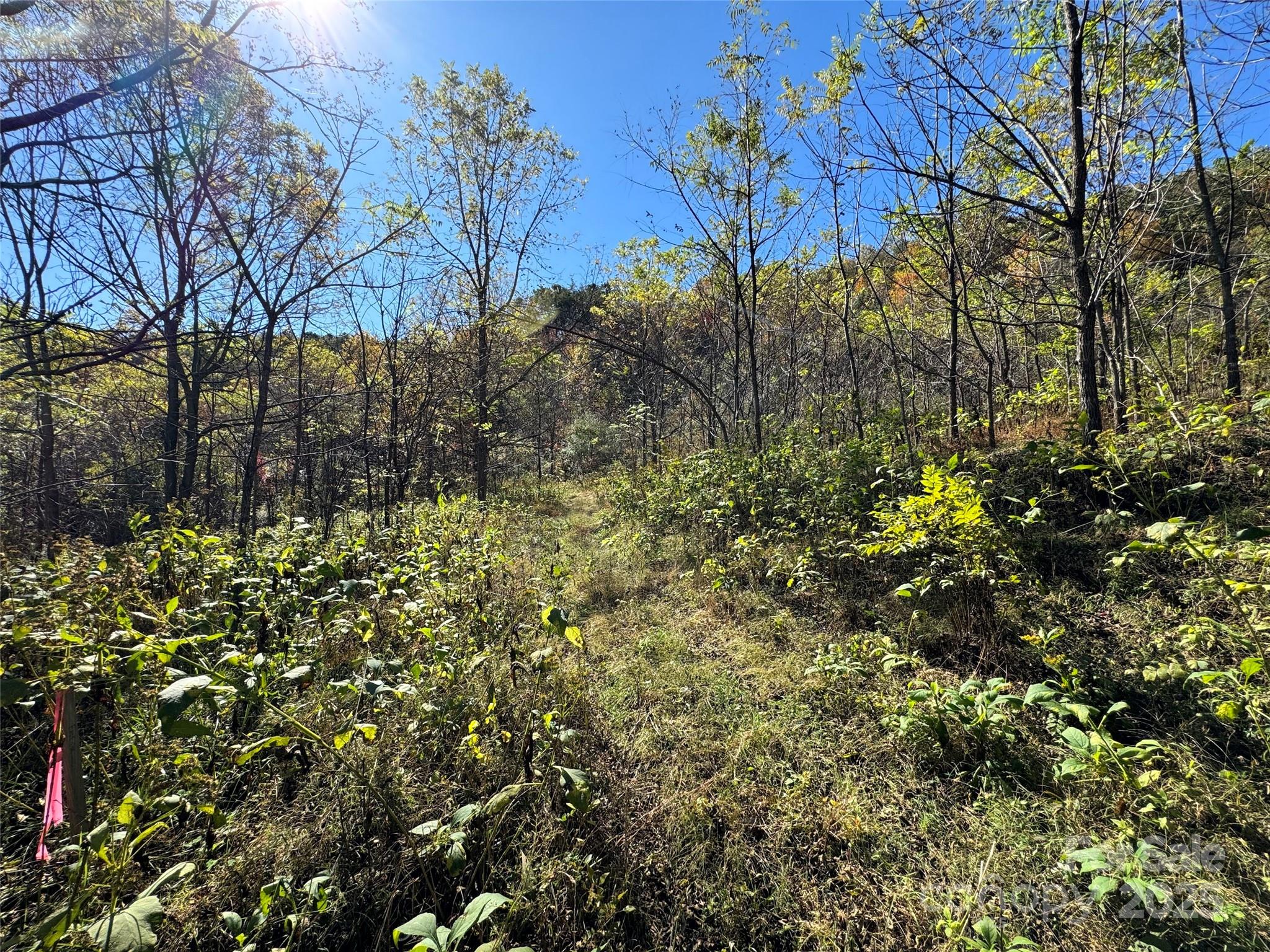 4136 Rose Creek Road Franklin, NC 28734 - Photo 25 of 37 a view of a tree with a house