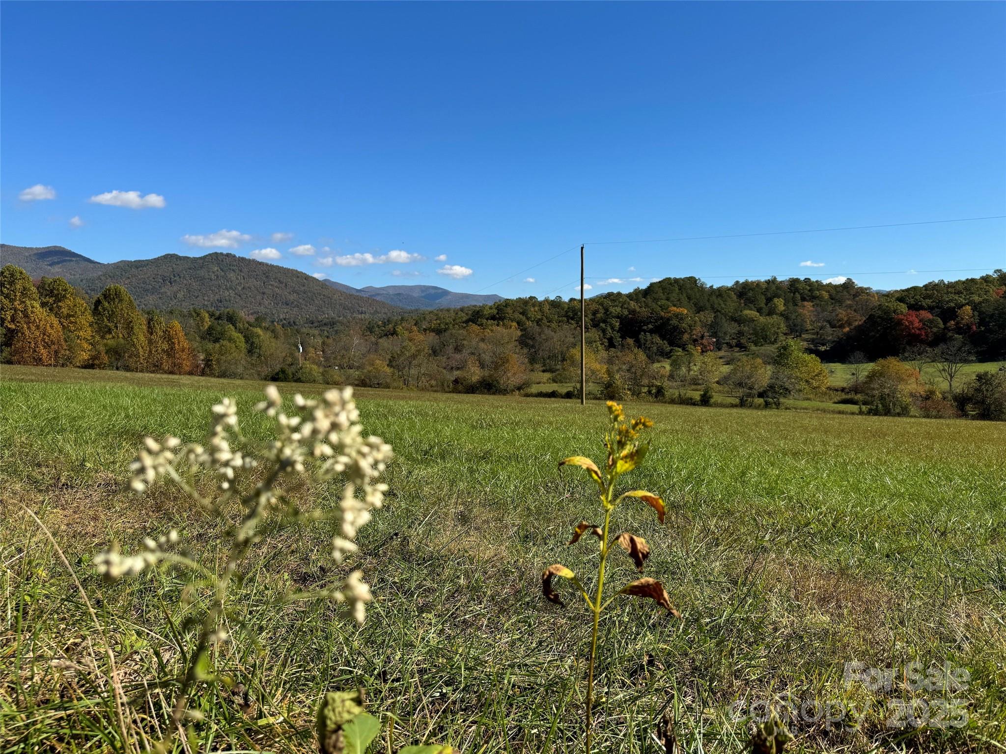 4136 Rose Creek Road Franklin, NC 28734 - Photo 27 of 37 a view of a lush green forest