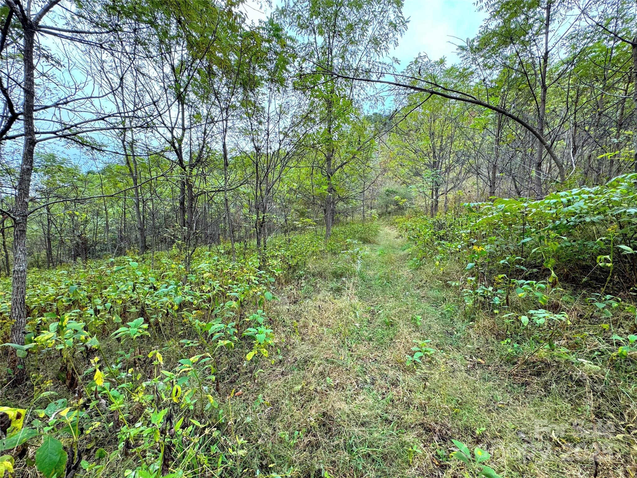4136 Rose Creek Road Franklin, NC 28734 - Photo 35 of 37 a backyard of a house with lots of green space and garden