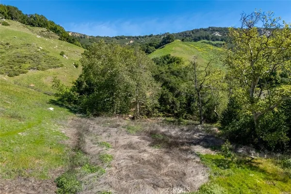 a view of a forest