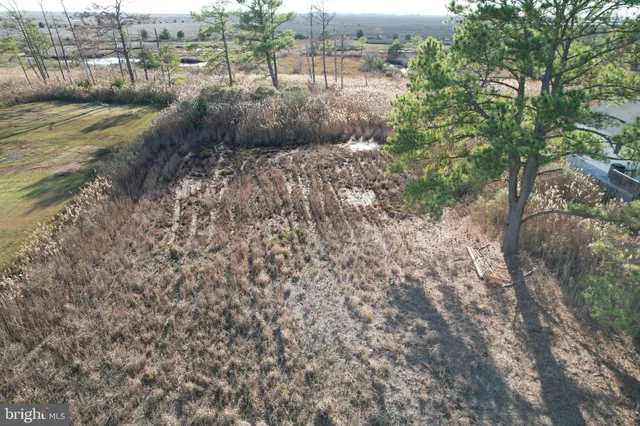 a view of a forest that has a tree