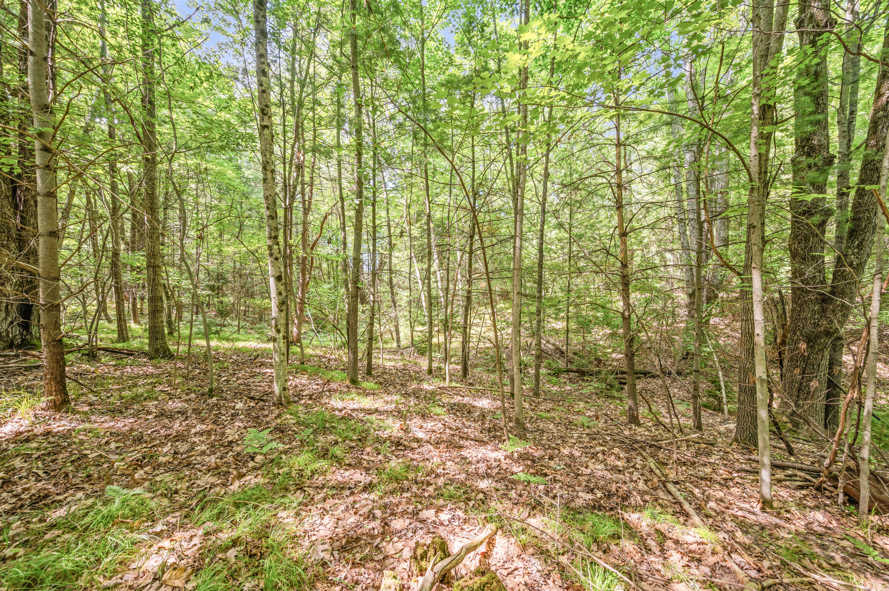 15 West 12 Mile Road Irons, MI 49644 - Photo 25 of 32 Lot15-12MileRd-Irons-8