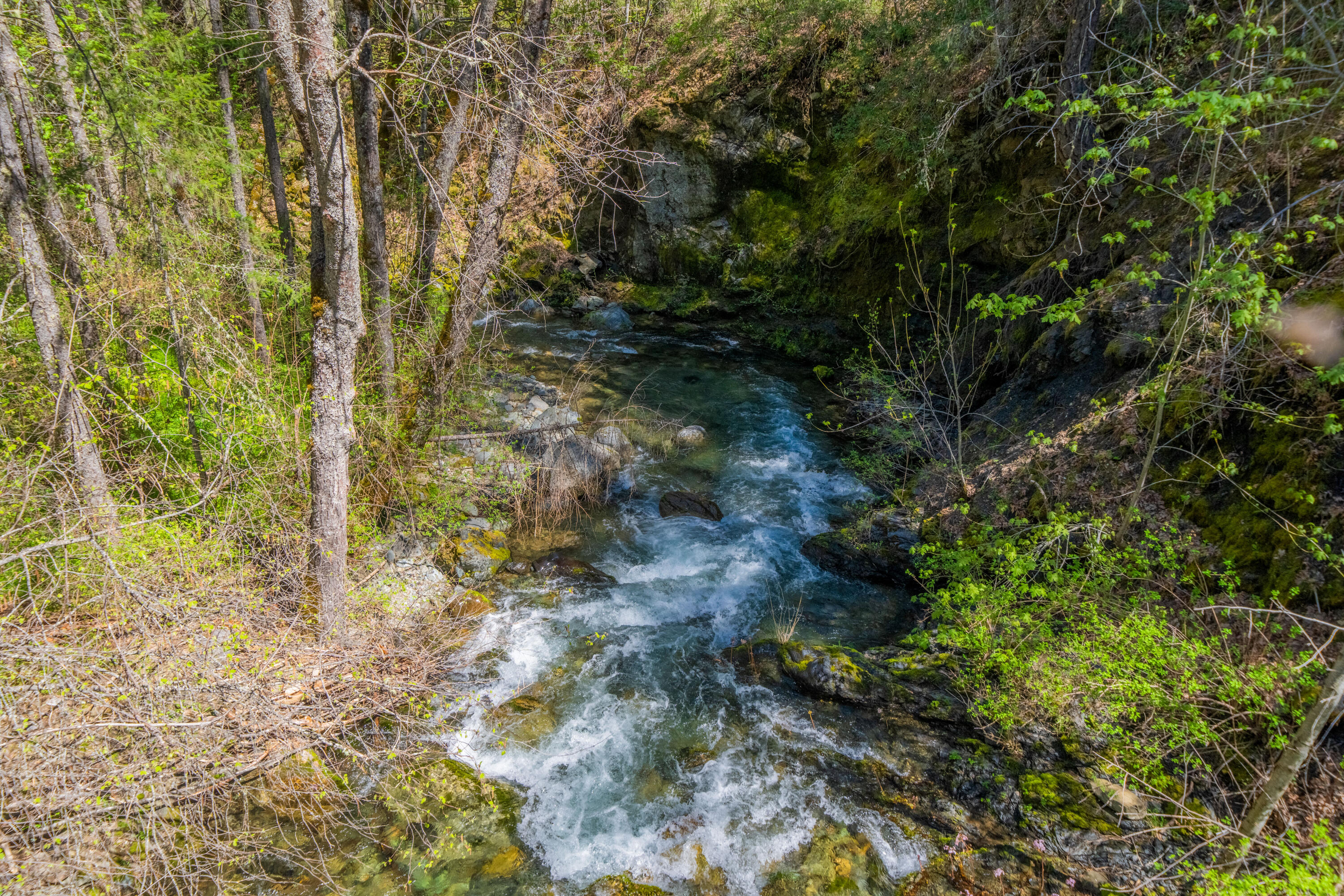 8916 Reading Creek Road Douglas City, CA 96024 - Photo 41 of 48 a view of a yard with plants and large trees