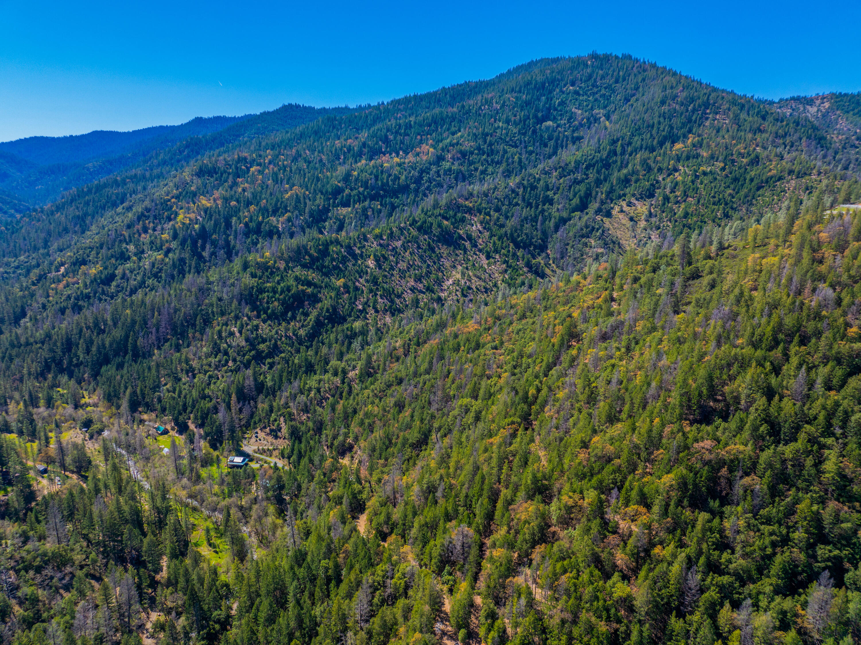 8916 Reading Creek Road Douglas City, CA 96024 - Photo 43 of 48 a view of a lush green forest with a mountain in the background