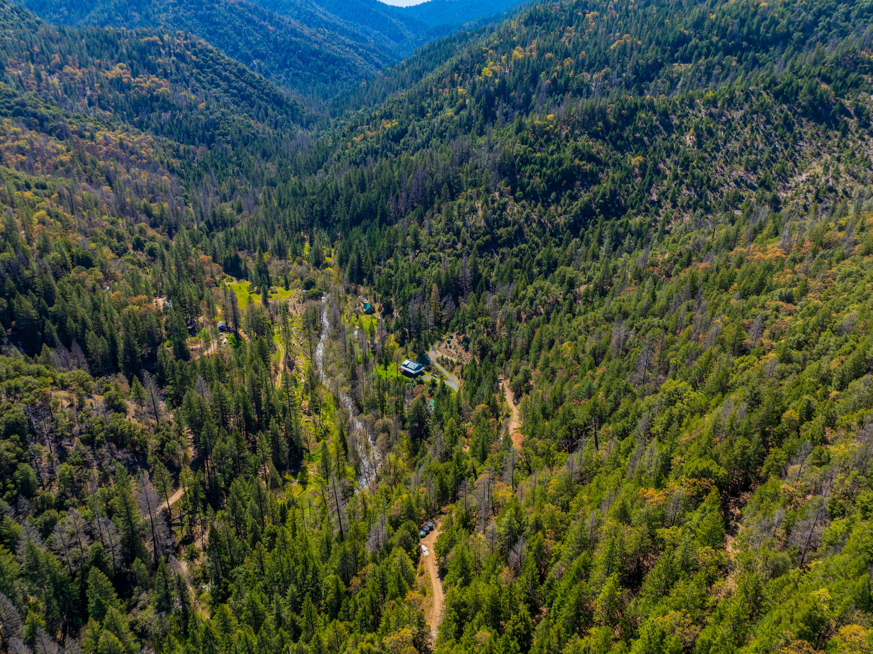 8916 Reading Creek Road Douglas City, CA 96024 - Photo 44 of 48 a view of a forest with a tree