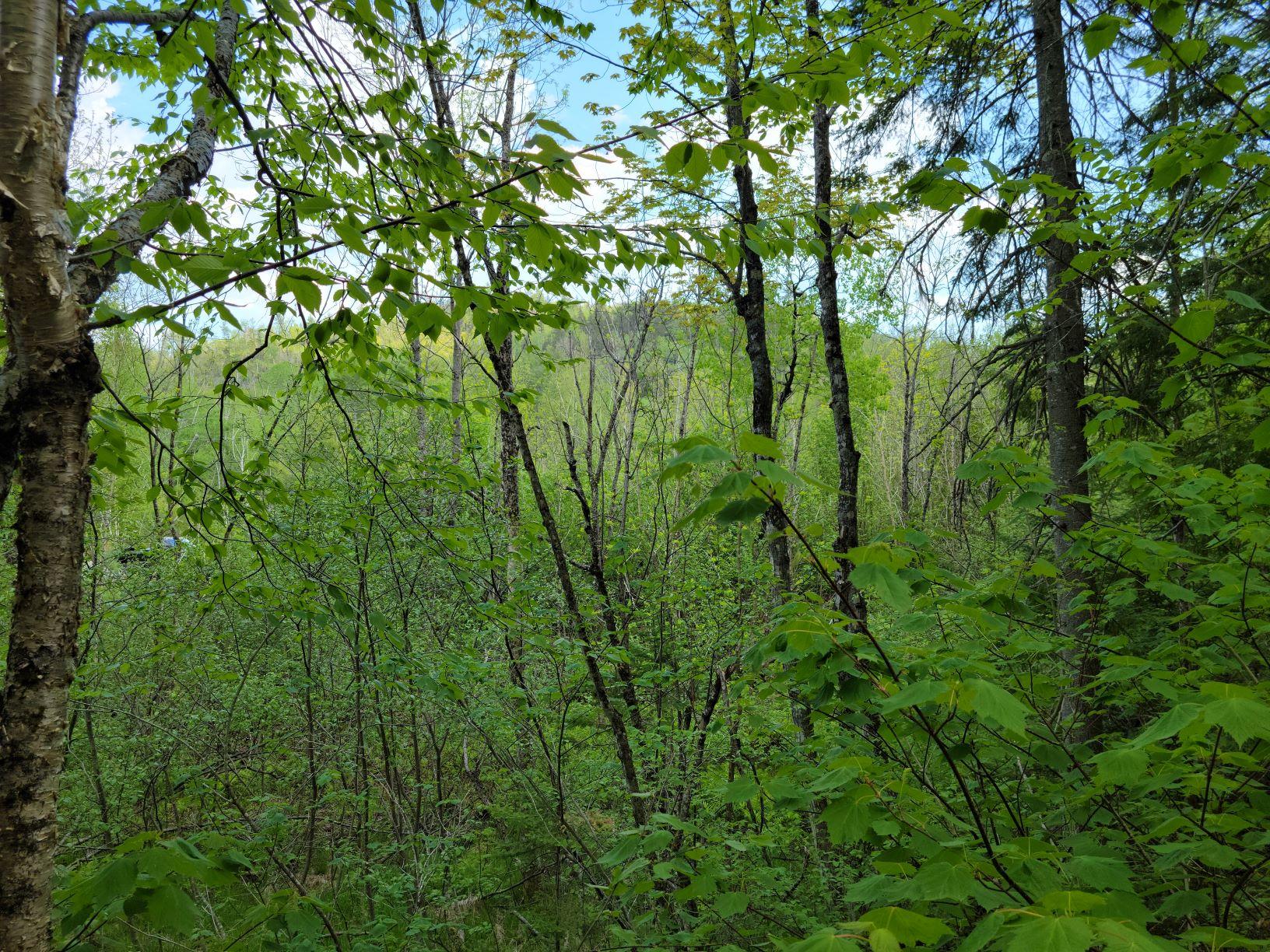 0 Easter Hill Road Roxbury, ME 04275 - Photo 5 of 56 lot view