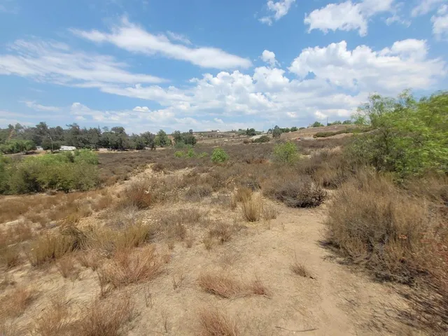 a view of a dry yard with lots of trees