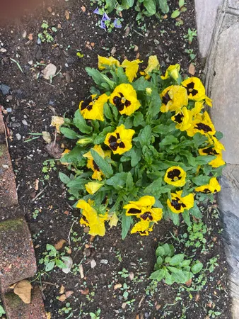 $425,000 | 48 Confederate Street, Verona, VA 24482