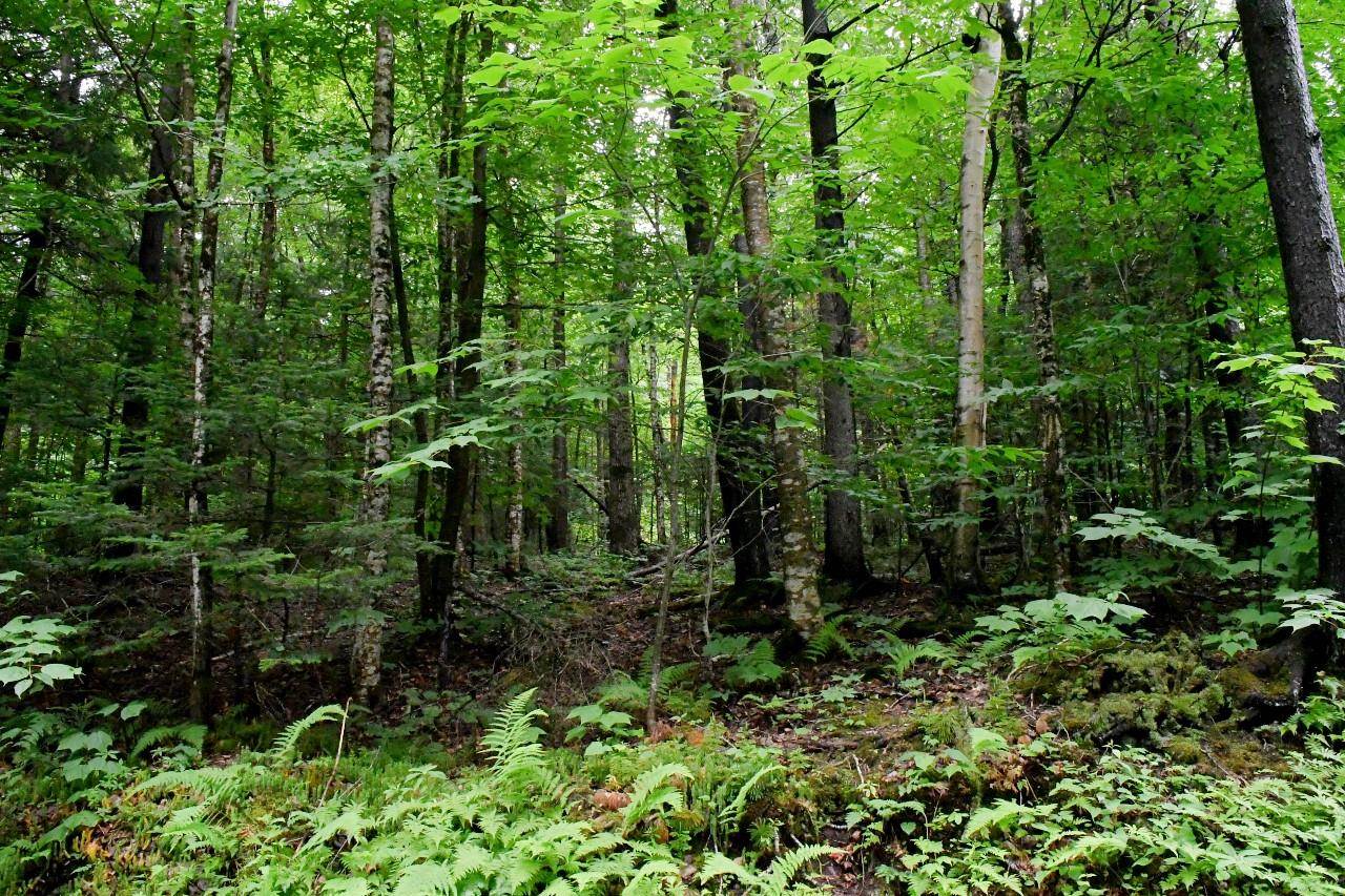 445 Moss Brook Road Peru, VT 05152 - Photo 4 of 13 Gallery Image 4
