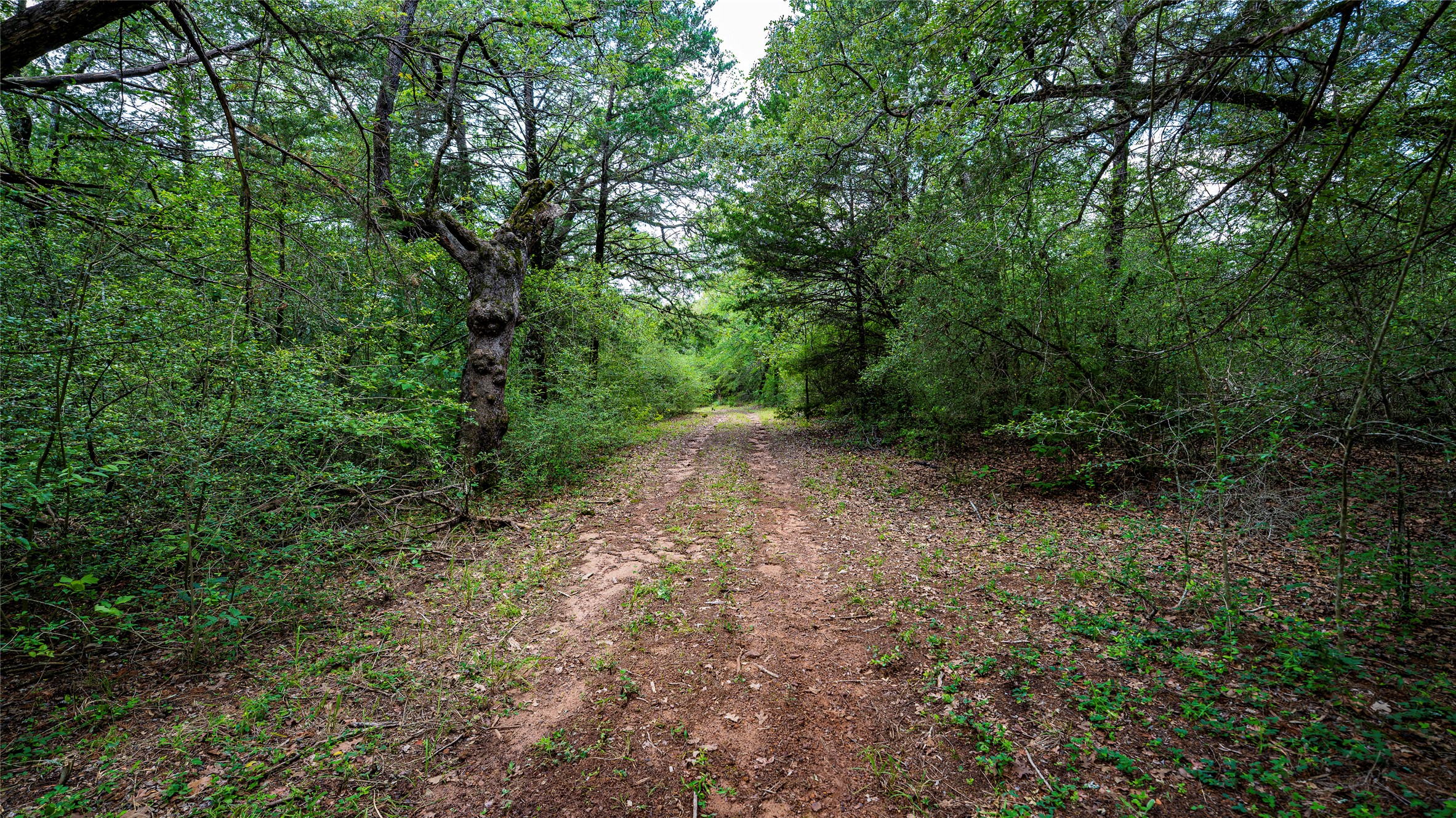 1470 22 Hills Road Gause, TX 77857 - Photo 29 of 35 A secluded path winds through a natural, wooded setting, offering privacy and direct access to nature.