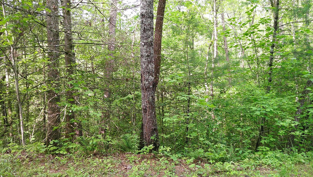 Lot 9 Mcdonald Road Murphy, NC 28906 - Photo 12 of 12