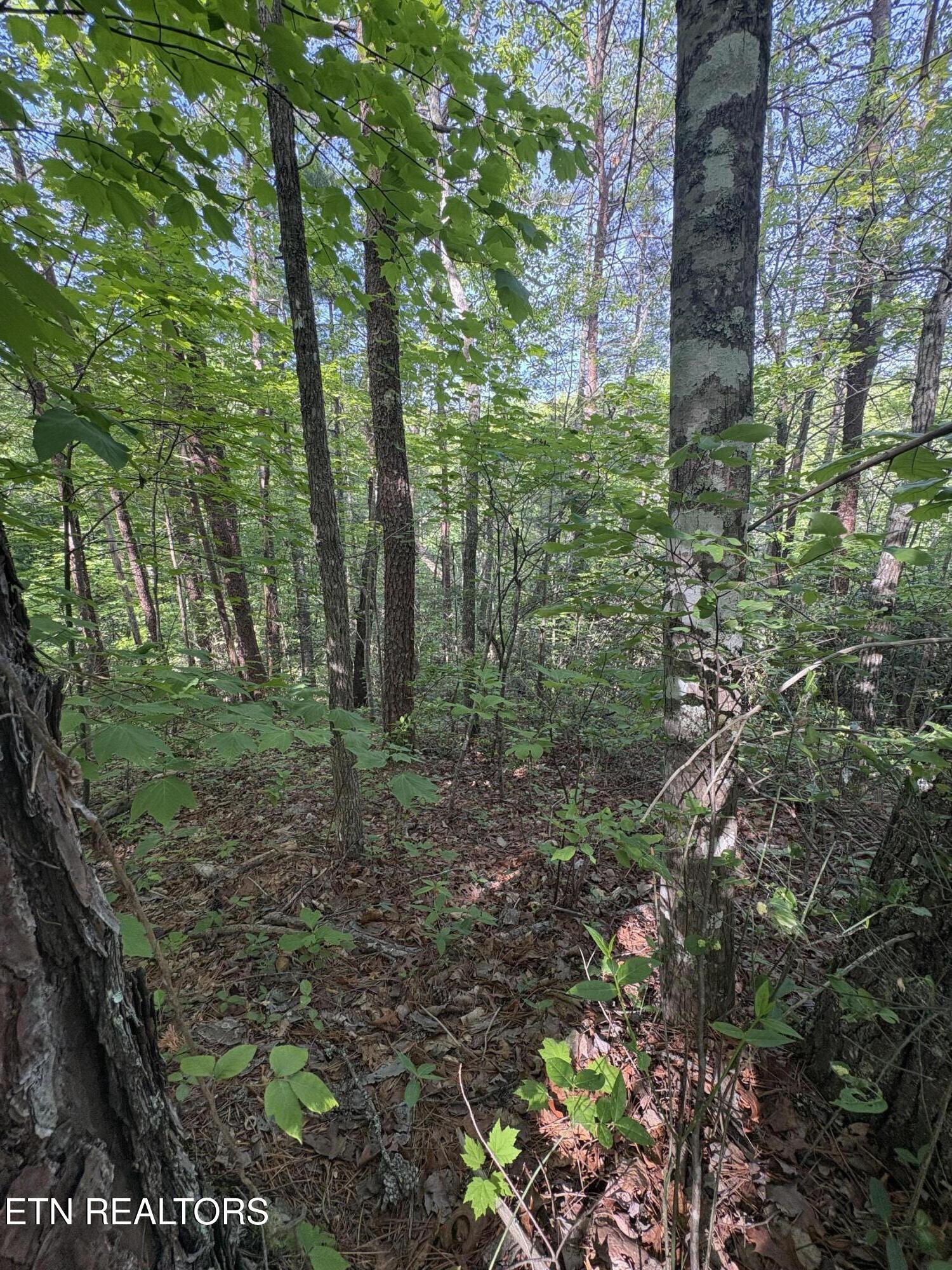 Lot 6 Walnut Flats Road Walland, TN 37886 - Photo 6 of 11 IMG_3931