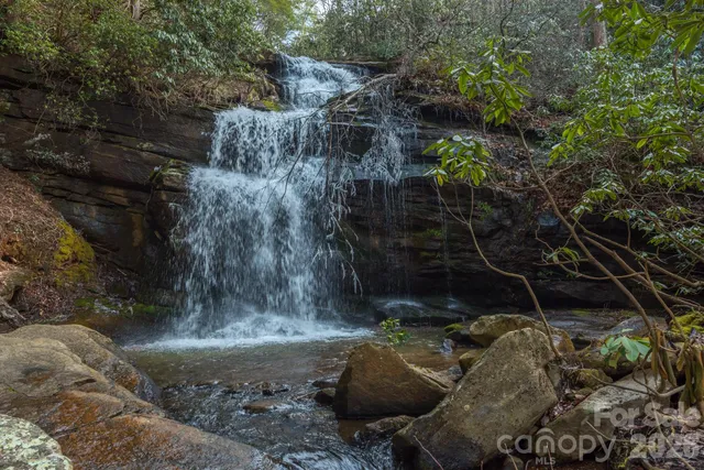 a view of a dry yard with large trees