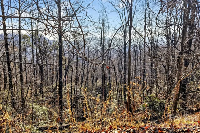 a view of outdoor space with a tree
