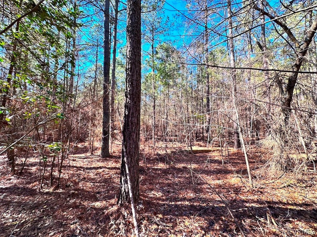 20 Acres (off Of) Spring Farm Road Dendron, VA 23839 - Photo 6 of 25 Gallery Image 6