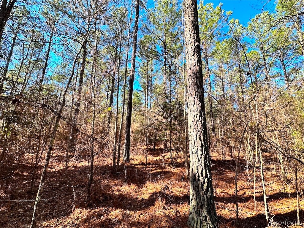 20 Acres (off Of) Spring Farm Road Dendron, VA 23839 - Photo 7 of 25 Gallery Image 7