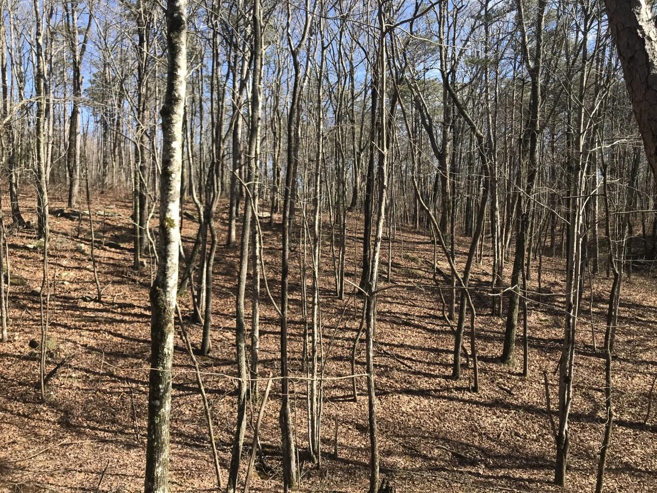 0 Hobbstown Road, Unit TRACT #2 Dunlap, TN 37327 - Photo 8 of 12 thumbnail_IMG_3642