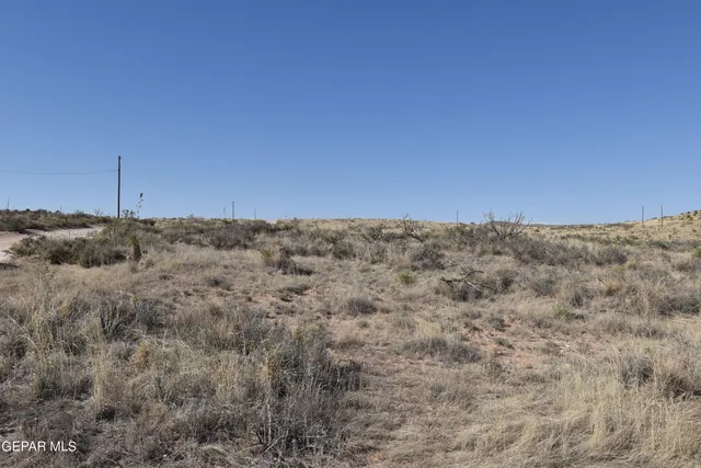 a view of a dry yard with trees in the background