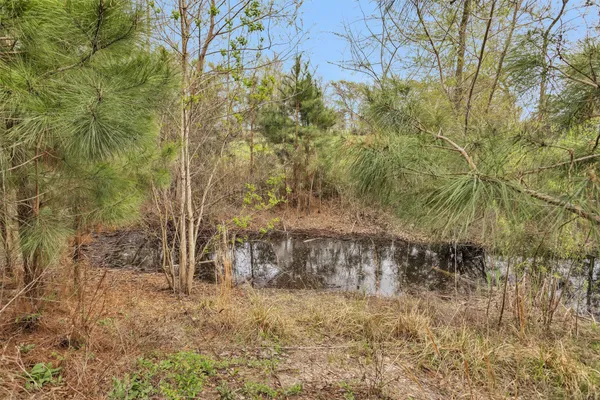 a view of a dry yard with trees