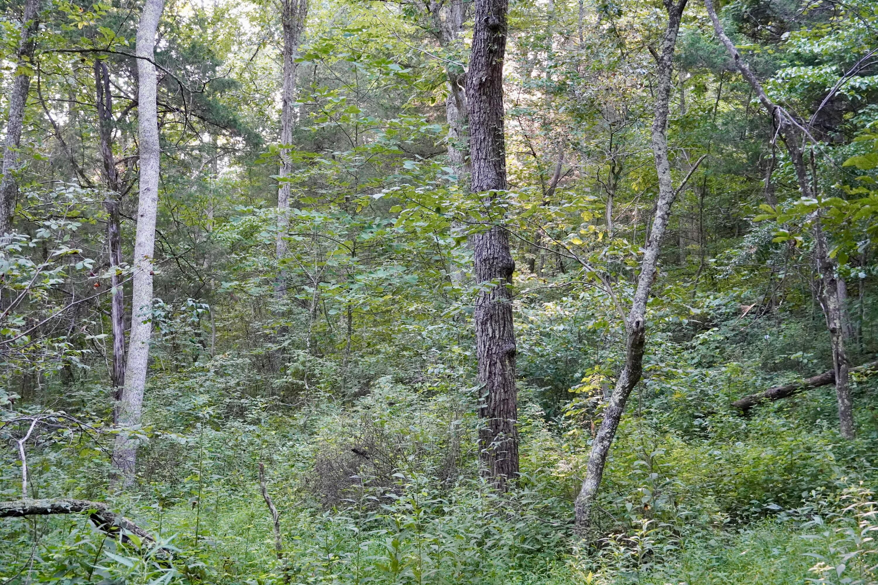 6265 Georgetown Road Owenton, KY 40359 - Photo 46 of 149 OWEN24070