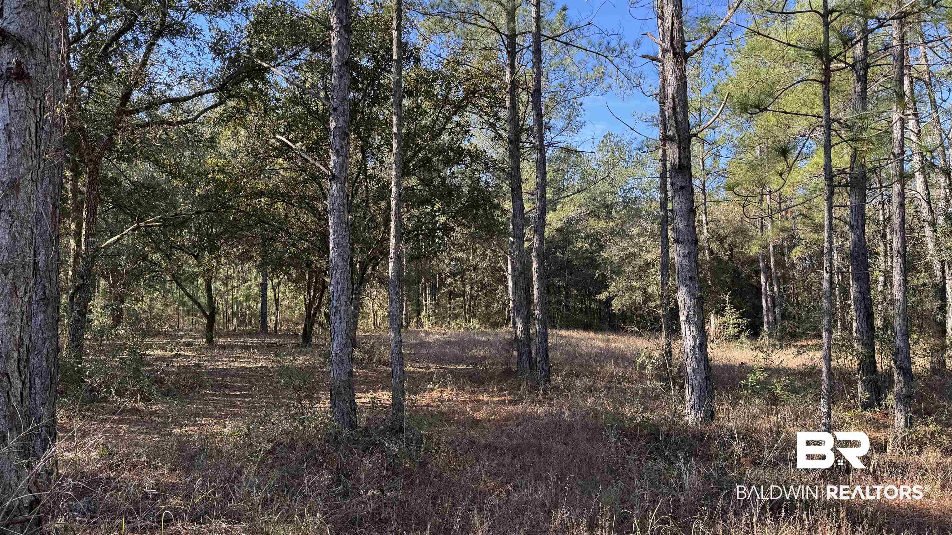 14830 Old Pascagoula Road Grand Bay, AL 36541 - Photo 10 of 32 View of local wilderness