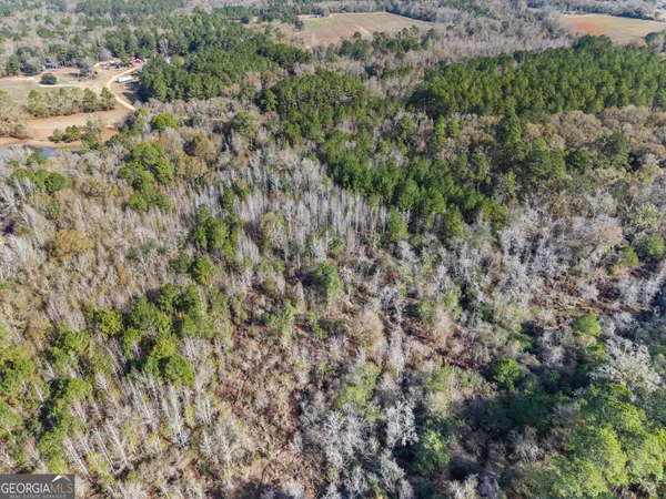 a view of a forest with a tree