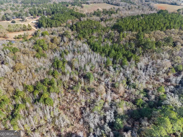 a view of a forest with a tree