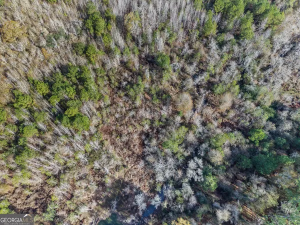 a view of a forest with a tree