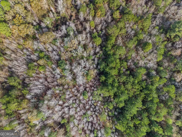 a view of a lush green forest