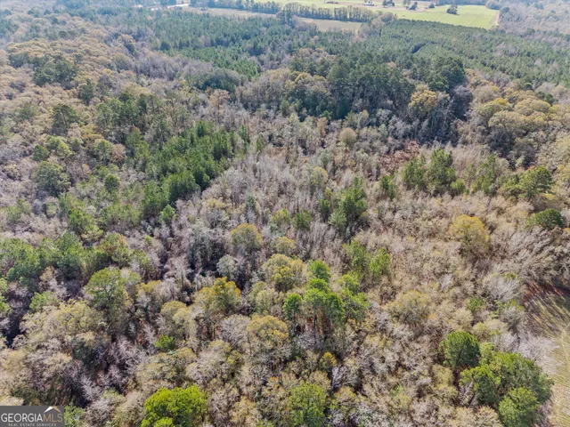 a view of a forest with a street