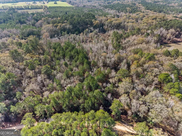 a view of a forest with a tree